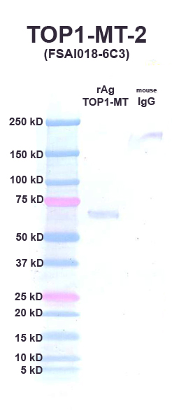 Click to enlarge image Western Blot using CPTC-TOP1MT-2 as primary Ab against recombinant topoisomerase1 MT (lane 2). Also included are molecular wt. standards (lane 1) and mouse IgG control (lane 3).