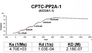 Click to enlarge image Kinetic titration data for PP2A-1 Ab (622A1.1) using Biacore SPR method