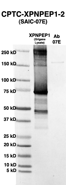 Click to enlarge image Western Blot using CPTC-XPNPEP-2 as primary Ab against HEK293T cell lysate containing XPNPEP (from Origene) in lane 2. Also included are molecular wt. standards (lane 1) and the XPNPEP-2 Ab as the IgG control (lane 3).
