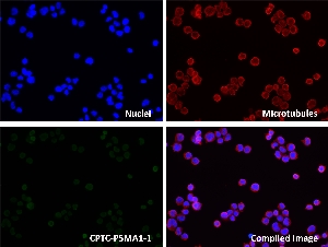Click to enlarge image Immunofluorescence staining of human cell line Jurkat using CPTC-PSMA1-1 antibody (green). PSMA1 protein expression shows localization to the nucleoplasm. CPTC-PSMA1-1 antibody showed similar results with MCF7 and NCI H226 cell lines (data not shown).