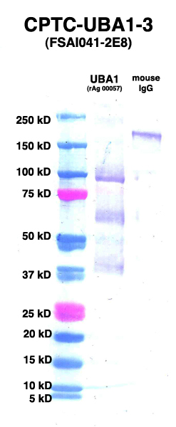 Click to enlarge image Western Blot using CPTC-UBA1-3 as primary Ab against UB2L6 (rAg 00057) (lane 2). Also included are molecular wt. standards (lane 1) and mouse IgG control (lane 3).