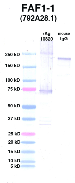 Click to enlarge image Western Blot using CPTC-FAF1-1 as primary Ab against FAF1 (rAg 10820) in lane 2. Also included are molecular wt. standards (lane 1) and mouse IgG control (lane 3).