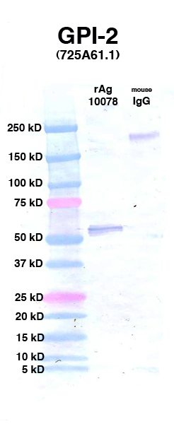 Click to enlarge image Western Blot using CPTC-GPI-2 as primary Ab against Ag 10078 (lane 2). Also included are molecular wt. standards (lane 1) and mouse IgG control (lane 3).