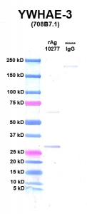 Click to enlarge image Western Blot using CPTC-YWHAE-3 as primary Ab against rYWHAE Ag (NCI-10277) in lane 2. Also included are molecular wt. standards (lane 1) and mouse IgG control (lane 3).