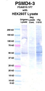 Click to enlarge image Western Blot using CPTC-PSMD4-3 as primary Ab against cell lysate from transiently overexpressed HEK293T cells form Origene (lane 2). Also included are molecular wt. standards (lane 1), lysate from non-transfected HEK293T cells as neg control (lane 3) and recombinant Ag PSMD4 (NCI 11015) in (lane 4). 