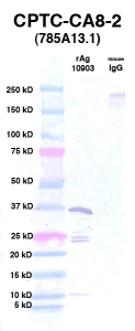 Click to enlarge image Western Blot using CPTC-CA8-2 as primary Ab against Ag 10903 (lane 2). Also included are molecular wt. standards (lane 1) and mouse IgG control (lane 3).
