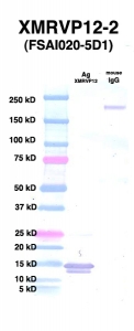 Click to enlarge image Western Blot using CPTC-XMRVP12-2 as primary Ab against XMRVP12 Ag00003 (lane 2). Also included are molecular wt. standards (lane 1) and mouse IgG control (lane 3).