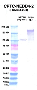 Click to enlarge image Western Blot using CPTC-NEDD4-2 as primary Ab against NEDD4 (rAg 00011) (lane 2). Also included are molecular wt. standards (lane 1) and mouse IgG control (lane 3). 