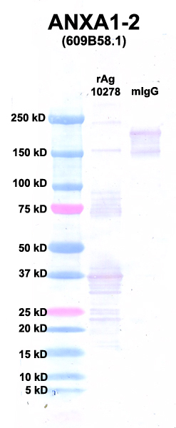 Click to enlarge image Western Blot using CPTC-ANXA1-2 as primary Ab against Ag 10278 (lane 2). Also included are molecular wt. standards (lane 1) and mouse IgG control (lane 3).