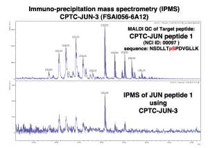 Click to enlarge image Immuno-Precipitation Mass Spectrometry using CPTC-JUN-3 antibody with CPTC-JUN proto-Oncogene peptide 1 (phosphorylated) as the target antigen. 