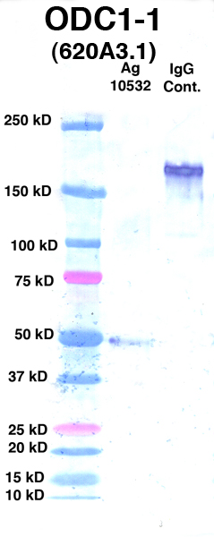 Click to enlarge image Western Blot Using CPTC-ODC1-1 as primary Ab against Ag 10532(Lane 2). Also included are Molecular Weight markers (Lane 1) and mouse IgG positive control (Lane 3).