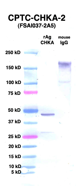 Click to enlarge image Western Blot using CPTC-CHKA-2 as primary Ab against CHKA (rAg 00008) (lane 2). Also included are molecular wt. standards (lane 1) and mouse IgG control (lane 3).