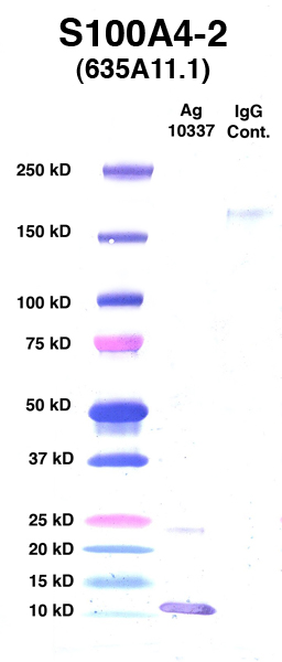 Click to enlarge image Western Blot Using CPTC-S100A4-2 as primary Ab against Ag 10337(Lane 2). Also included are Molecular Weight markers (Lane 1) and mouse IgG positive control (Lane 3).