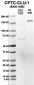 Click to enlarge image Western Blot using CPTC-CLU-1 as primary Ab against HEK293T cell lysate containing CLU (from Origene) in lane 2. Also included are molecular wt. standards (lane 1) and the CLU-1 Ab as the IgG control (lane 3).