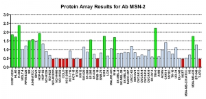 Click to enlarge image Protein Array in which CPTC-MSN-2 is screened against the NCI60 cell line panel for expression. Data is normalized to a mean signal of 1.0 and standard deviation of 0.5. Color conveys over-expression level (green), basal level (blue), under-expression level (red).