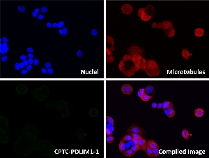 Click to enlarge image Immunofluorescence staining of human cell line MCF7 using CPTC-PDLIM1-1 antibody (green). PDLIM1 protein expression shows localization to the cytoplasm and cytoskeleton.
