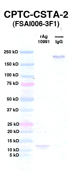 Click to enlarge image Western Blot using CPTC-CSTA-2 as primary Ab against rAg 10991 (CSTA) (lane 2). Also included are molecular wt. standards (lane 1) and mouse IgG as control for goat anti-mouse HRP secondary binding (lane 3).