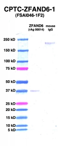 Click to enlarge image Western Blot using CPTC-ZFAND6-1 as primary Ab against ZFAND6 (rAg 00014) (lane 2). Also included are molecular wt. standards (lane 1) and mouse IgG control (lane 3).