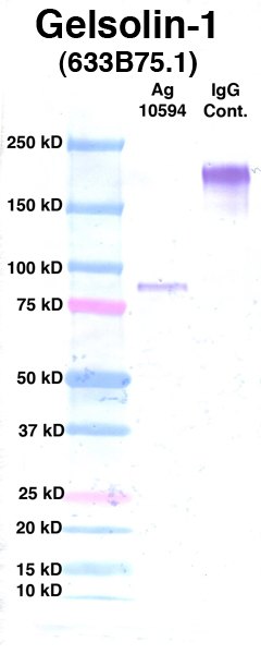 Click to enlarge image Western Blot using CPTC-Gelsolin-1 as primary Ab against Ag 10594 (lane 2). Also included are molecular wt. standards (lane 1) and mouse IgG control (lane 3).