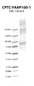 Click to enlarge image Western Blot using CPTC-FAAP100-1 as primary Ab against recombinant FAAP100 protein (lane 2). Also included are molecular wt. standards (lanKT2 e 1).