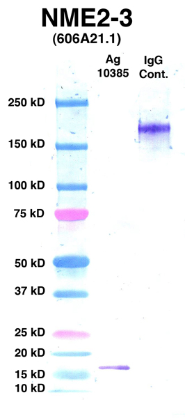 Click to enlarge image Western Blot Using CPTC-NME2-3 as primary Ab against Ag 10385(Lane 2). Also included are Molecular Weight markers (Lane 1) and mouse IgG positive control (Lane 3).