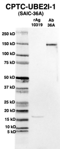 Click to enlarge image Western Blot using CPTC-UBE2I-1 as primary Ab against full-length recombinant Ag 10319 (lane 2). Also included are molecular wt. standards (lane 1) and the UBE2I-1 Ab as positive control (lane 3).