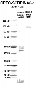 Click to enlarge image Western Blot using CPTC-SERPINA6-1 as primary Ab against HEK293T cell lysate containing SERPINA6 (from Origene) in lane 2. Also included are molecular wt. standards (lane 1) and the SERPINA6-1 Ab as the IgG control (lane 3).