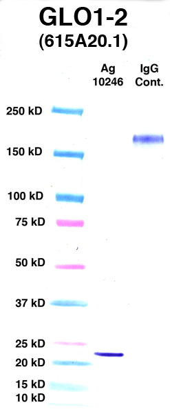 Click to enlarge image Western Blot using CPTC-GLO1-2 as primary Ab against GLO1 (Ag 10246) (lane 2). Also included are molecular wt. standards (lane 1) and mouse IgG control (lane 3).