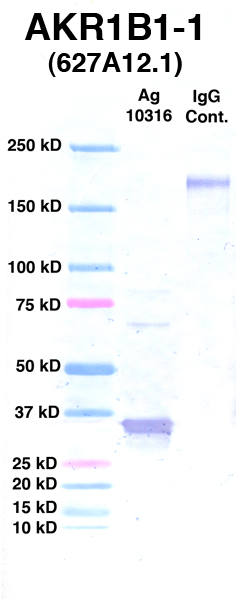 Click to enlarge image Western Blot using CPTC-AKR1B1-1 as primary Ab against Ag 10316 (lane 2). Also included are molecular wt. standards (lane 1) and mouse IgG control (lane 3).