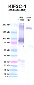 Click to enlarge image Western Blot using CPTC-KIF2C-1 as primary Ab against KIF2C (rAg 11188) in lane 2. Also included are molecular wt. standards (lane 1) and mouse IgG control (lane 3).