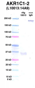 Click to enlarge image Western Blot using CPTC-AKR1C1-2 as primary Ab against rAg 10013 (AKR1C1) (lane 2). Also included are molecular wt. standards (lane 1) and mouse IgG as control for goat anti-mouse HRP secondary binding (lane 3).