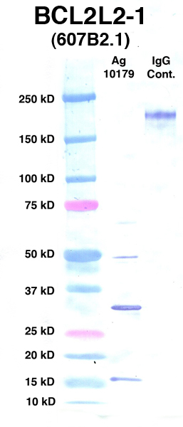 Click to enlarge image Western Blot using CPTC-BCL2L2-1 as primary Ab against Ag 10179 (lane 2). Also included are molecular wt. standards (lane 1) and mouse IgG control (lane 3).