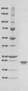 Click to enlarge image PAGE of Ag 10213 (with molecular weight standards in lane 1)