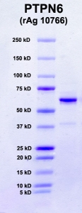 Click to enlarge image PAGE of PTPN6 (rAg 10766) with molecular weight standards in lane 1