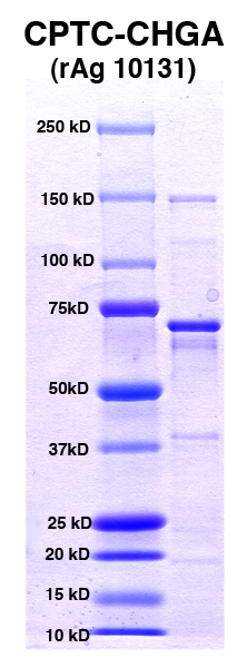 Click to enlarge image PAGE of Ag 10131 (with molecular weight standards in lane 1)