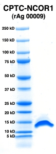 Click to enlarge image PAGE of NCOR1 (Ag 00009) with molecular weight standards in lane 1