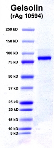 Click to enlarge image PAGE of Ag 10594 with molecular weight standards in lane 1