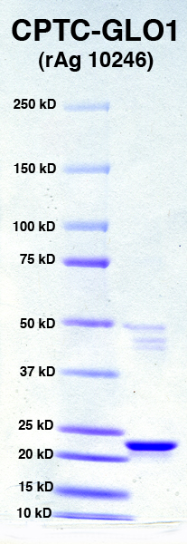 Click to enlarge image SDS-PAGE of CPTC-GLO1 with molecular weight markers (in Lane 1)