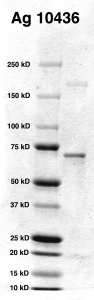 Click to enlarge image SDS-PAGE of Ag 10295 with molecular weight standards