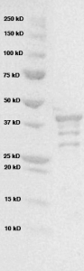 Click to enlarge image PAGE of Ag 10479 (with molecular weight standards in lane 1)