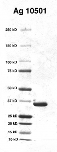 Click to enlarge image PAGE of Ag 10501 with molecular weight standards in lane 1