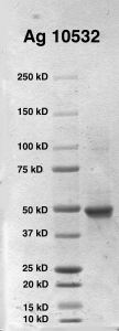 Click to enlarge image PAGE of Ag 10532 with molecular weight standards