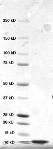 Click to enlarge image PAGE of Ag 10337 with molecular weight standards