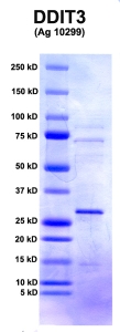 Click to enlarge image PAGE of Ag 10299 (with molecular weight standards in lane 1)
