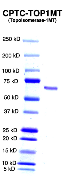 Click to enlarge image PAGE of recombinant Topoisomerase1 MT (CPTC-TOP1MT) (with molecular weight standards in lane 1)