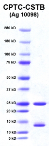 Click to enlarge image PAGE of CSTB (Ag 10098) with molecular weight standards in lane 1