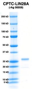Click to enlarge image PAGE of LIN28A (rAg 00059) with molecular weight standards in lane 1