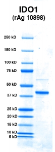 Click to enlarge image PAGE of IDO1 (rAg 10898) with molecular weight standards in lane 1