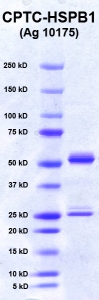Click to enlarge image PAGE of Ag 10175 (with molecular weight standards in lane 1)