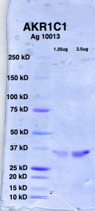 Click to enlarge image PAGE of Ag 10013 (with molecular weight standards in lane 1)